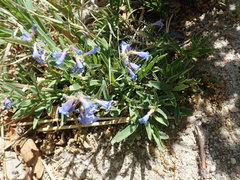 Penstemon virens