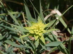 Euphorbia virgata