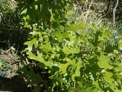 Quercus gambelii