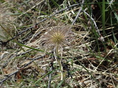 Pulsatilla nuttalliana