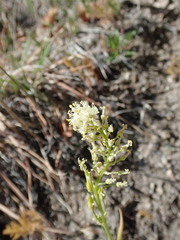 Toxicoscordion venenosum