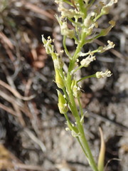 Toxicoscordion venenosum
