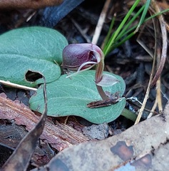 Corybas unguiculatus
