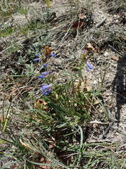 Penstemon virens