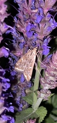 Loxostege munroealis