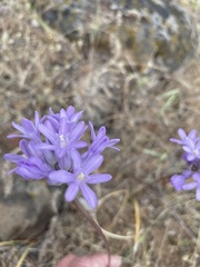 Dichelostemma multiflorum
