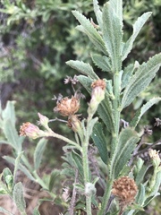 Baccharis plummerae