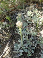 Antennaria