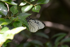 Hestina assimilis assimilis
