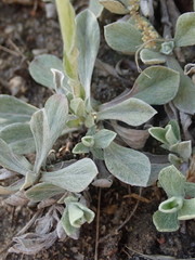 Antennaria