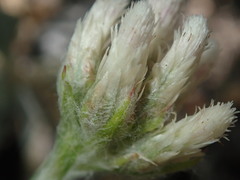 Antennaria