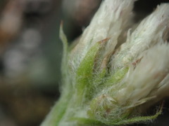 Antennaria
