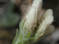 Antennaria