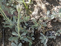 Antennaria