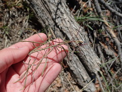 Boechera grahamii