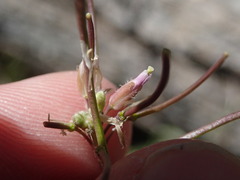Boechera grahamii