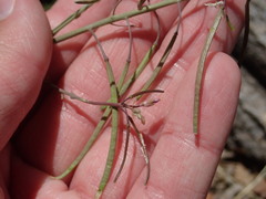 Boechera grahamii