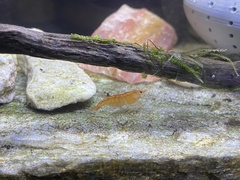 Neocaridina davidi