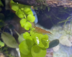 Neocaridina davidi