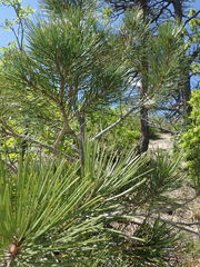 Pinus ponderosa