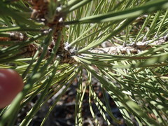 Pinus ponderosa
