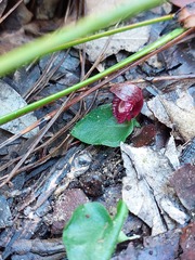 Corybas undulatus