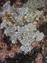 Lecanoromycetes