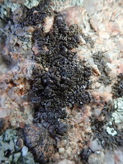 Lecanoromycetes