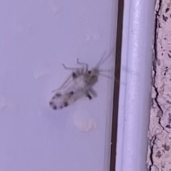 Parthenicus deleticus