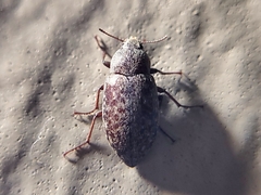 Epitragodes tomentosus