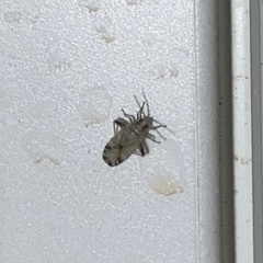 Parthenicus deleticus