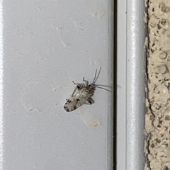 Parthenicus deleticus