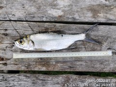 Megalops cyprinoides