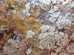 Lecanoromycetes