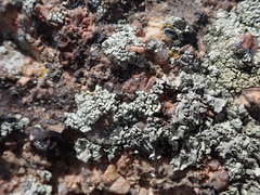 Lecanoromycetes