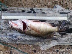 Lutjanus argentimaculatus