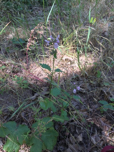 iNaturalist observation photo of Hedgenettles
