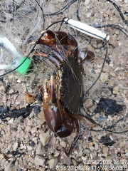 Scylla tranquebarica