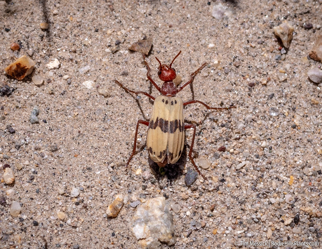 Pleuropasta mirabilis