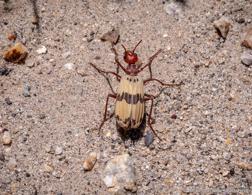 Pleuropasta mirabilis