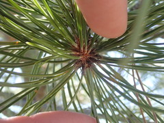 Pinus