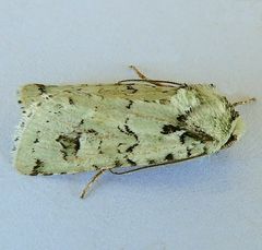 Lacinipolia runica