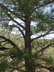 Pinus
