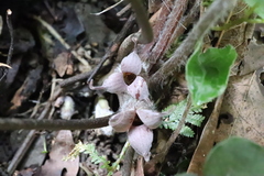Asarum caudigerum