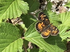 Phyciodes batesii