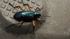 Strongylium erythrocephalum