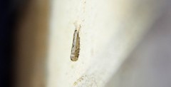 Microcrambus kimballi