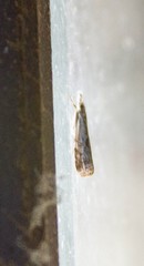 Microcrambus kimballi