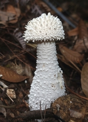 Amanita virgineoides