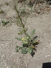 Sisymbrium altissimum